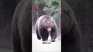 Meet the Bear Who Eats Other Bears.
