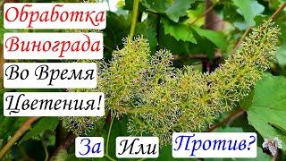 ОБРАБОТКА Винограда во Время его ЦВЕТЕНИЯ! Делать или Нет?