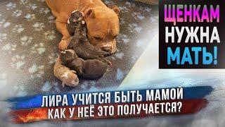 Неопытная мама собака и её щенки. Получится ли у неё?