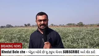 સુરતી પાપડી ની ખેતીની માહિતી ભરૂચ ના ખેડુત અયુબભાઇ પાસે થી માહિતી મેળવીએ #સુરત #papadi #surtipapdi