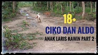 ANJING KAWIN  CIKO DAN ALDO