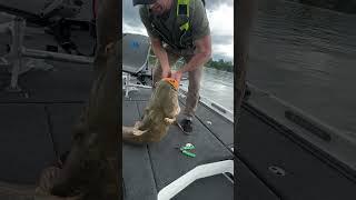 GIANT Flat Head Catfish on 6lb test line #fishing #catfishfishing