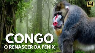 Congo, The Phoenix Reborn! #wildlife #wildanimals #documentary