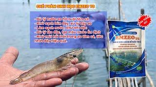 Chế phẩm sinh học cho ao nuôi tôm cá ốc ếch EmzeoTS - Làm sạch nước ao nuôi, xử lý đáy, khử khí độc
