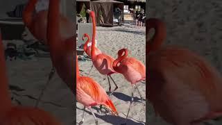 Flamingo Stampede