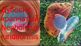 Дубовик крапчатый Neoboletus luridiformis Химический состав Лечебные свойства