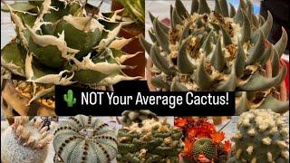  This Annual Show Is THE Place to See Epic Cactus and Succulent Specimens! (Toronto Cactus Club) P2