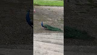 #peacock #travel #world #naturelovers