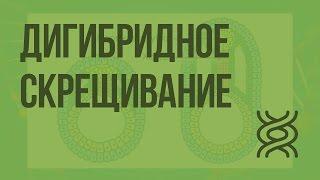 Дигибридное скрещивание. Закон независимого наследования признаков. Видеоурок по биологии 10 класс