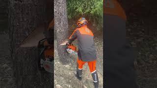 Направленная валка деревьев #arboristika #tree #arboristlife #chainsaw #chainsawman #stihl #вальщик