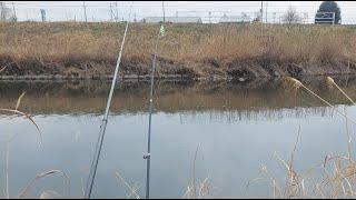 Carp Fishing in Japan