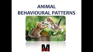 ANIMAL BEHAVIOURAL PATTERNS