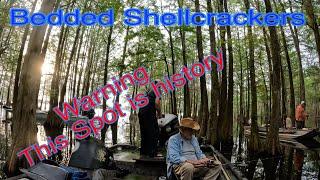 Bedded ShellCracker In The Carolina Swamps    