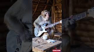 Viral Monyet Main Gitar di Gubuk China #empudstudio #empudstudiogrup #shorts