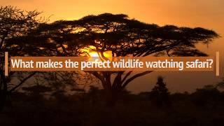 What Makes The Perfect Wildlife Safari? | Porini Camps