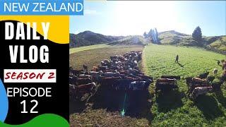 Out on the farm on a sunny Saturday  [Life in New Zealand season 2 # 12]