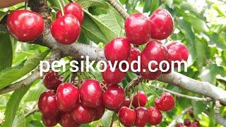 Premium cherry Royal Bailey  persikovod.com