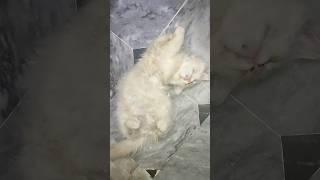 punch face kitten  #bakramandi #cat #cats #catvideos #catshorts #catlovers #catmemes #op #animals
