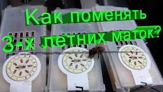 Профессор Кашковский: Маткам по 3 года, как их поменять?