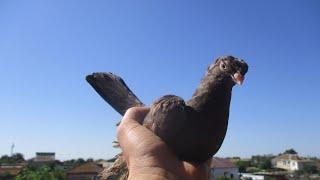 Узбекские голуби,вечерний подъем в небо!Россия ,Астрахань! Uzbek pigeons,Russia,Astrachan!