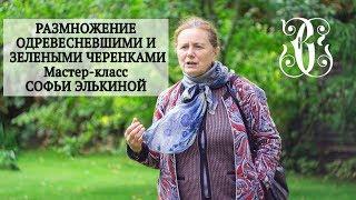 Размножение одревесневшими и зелеными черенками. Мастер-класс Софьи Элькиной