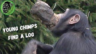 Young Chimps Playing With A Log