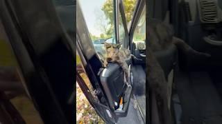 POV: you’re a Van Cat! ‍⬛#pets #cats #cat #vancat #vanlife #campervan