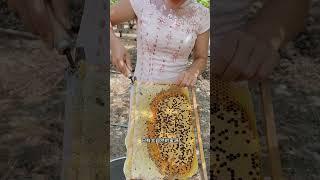 Amazing beehive that breeds good honey #wildbees #bee #honey #honeybee