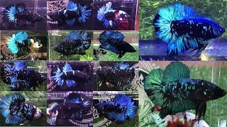 Top 15 Best Blue Black Galaxy Betta Fish | Galaxy Black Star Betta Fish | Avatar Betta Fish