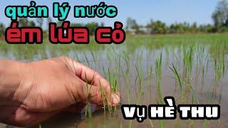 cách quản lý nước ém LÚA CỎ,VỤ HÈ THU đạt hiệu quả #116 l thanhdotv