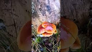 Редкий (Съедобный!) зимний гриб - ОПЁНОК ТОПОЛЕЛЮБИВЫЙ #mushroom