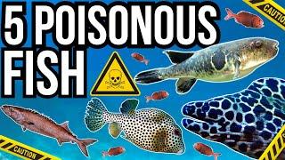 5 Poisonous Fish From Around The World