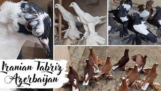 Оригинальные Тебризские голуби, Азербайджан, Иран | Iranian Tabriz pigeons, Azerbaijan