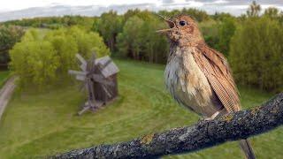 Nightingale song in the sky 30 min 4K | Film Studio Aves