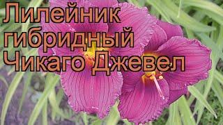 Лилейник гибридный Чикаго Джевел (hemerocallis)  обзор: как сажать, рассада лилейника Чикаго Джевел