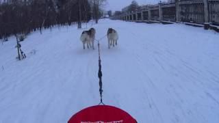 Opened the winter season 2016/17. Training Avi & Gabi in Sleddog Sports