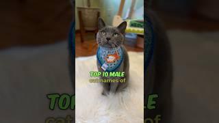 Top 10 Male Cat Names of 2024 ‍⬛ Audio: purrfectinfluencer #cats #catnames #cats_of_world