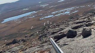 PTARMIGAN and GROUSE madness ! Ruffed grouse , spruce grouse , and ptarmigan hunting !