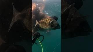 SARGO CON MAR DE FONDO                         PESCA SUBMARINA #shorts