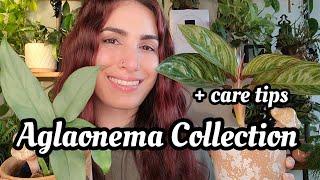 Aglaonema Collection + Care Tips!!  the most beautiful, easy going & underrated genus!!