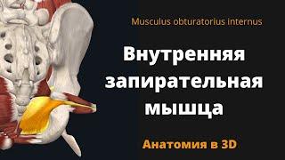 Внутренняя запирательная мышца. Musculus obturatorius internus. Анатомия в 3D.