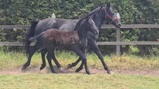 Potranca mestiza 3/4 caballo percherón x yegua árabe #sumatamboviewfriga