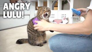 LuLu Got Revenge on the Hair Brushes! | Kittisaurus