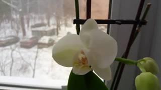 "Winter" orchids