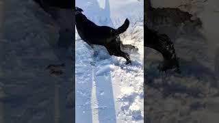 Охота на зайца с лабрадором Арчи 5 #labr #labrador #hunting