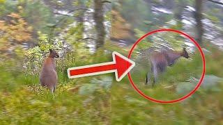 WILD WALLABIES FOUND IN ENGLAND!? (Rare Footage Captures Wild Wallaby In England)