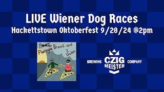 LIVE  Wiener Dog Races at Czig Meister Brewery! Hackettstown Oktoberfest 9/28/24