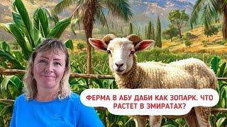 Ферма в Абу Даби. Что растет в ОАЭ? Куда поехать в Абу Даби с детьми?