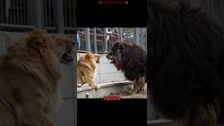 Tibetan Mastiff Vs Lion Illegally Come Face To Face At Zoo!