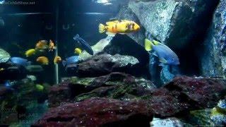 The Cichlid Show - 3rd Cam Up and Running